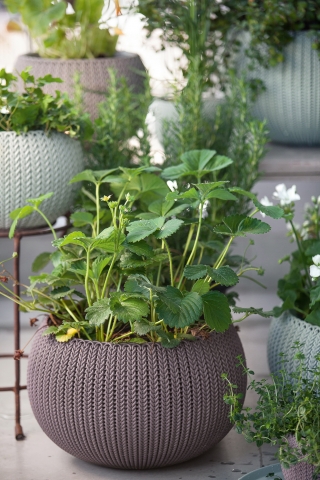 products/Кашпо Keter COZY Planter M with hanging chain 9,7L (17202379) 231129